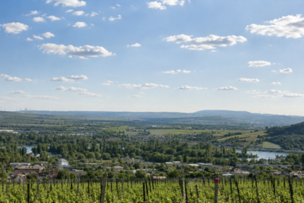 Grundstück Rüdesheim am Rhein - 828.000&euro; | Angebot:27388620
