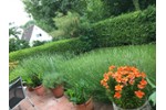 Terrassenwohnung Wiesbaden Bierstadt - 1 Zimmer, 65 m&sup2;, 325.000&euro; | Angebot:27273494